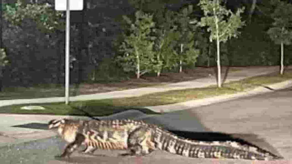 Alligator City north carolina